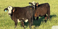 40 Brangus Rep. Heifers... Central TX