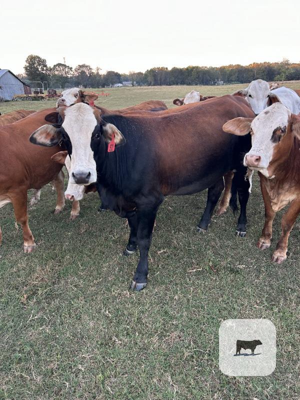 Cattle Range Listing Photo 2