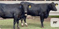 2 Holstein/Angus Recip Cows... Central TX