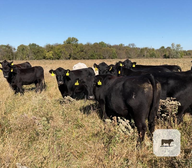 Cattle Range Listing Photo