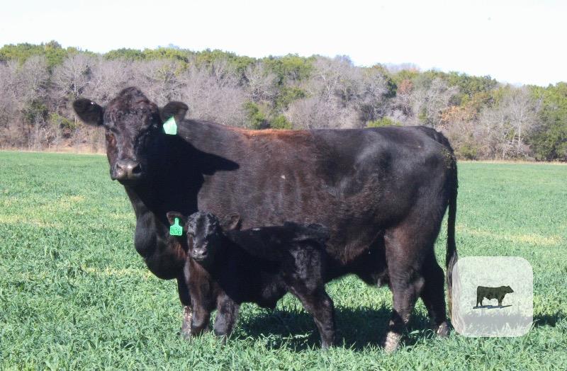 Cattle Range Listing Photo