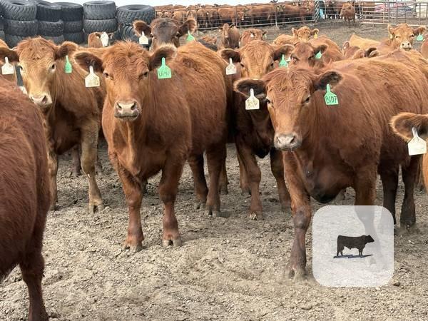 Cattle Range Listing Photo