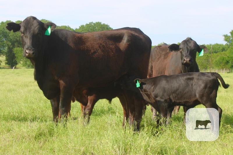 Cattle Range Listing Photo