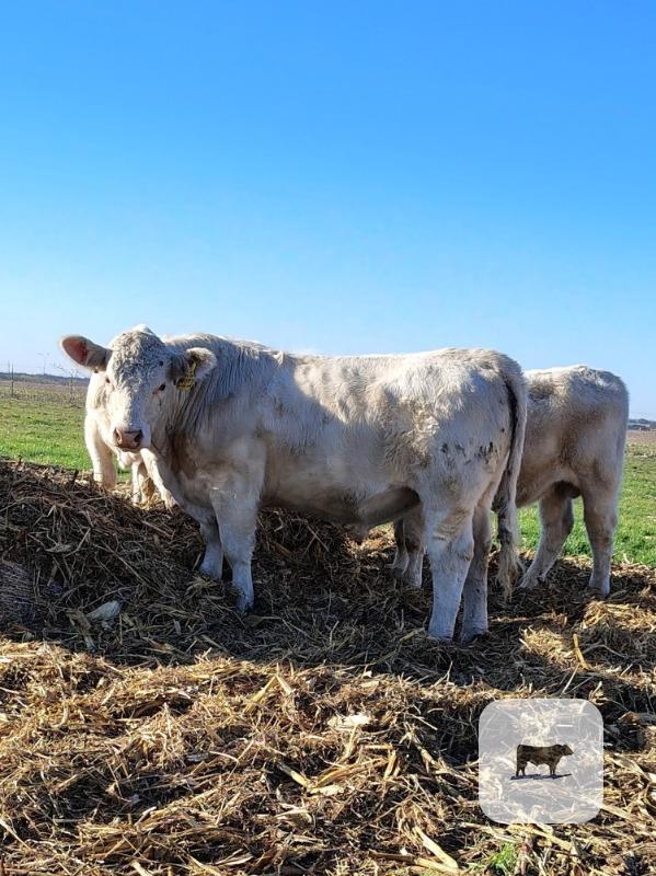 Cattle Range Listing Photo