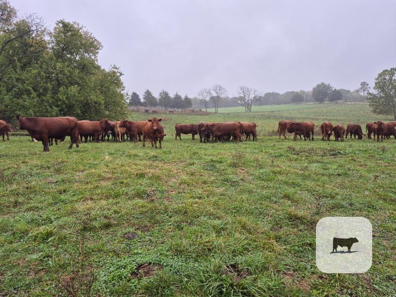 Cattle Range Listing Photo 4