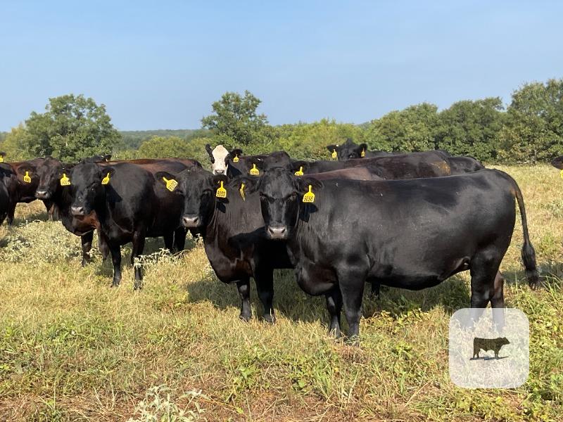 Cattle Range Listing Photo