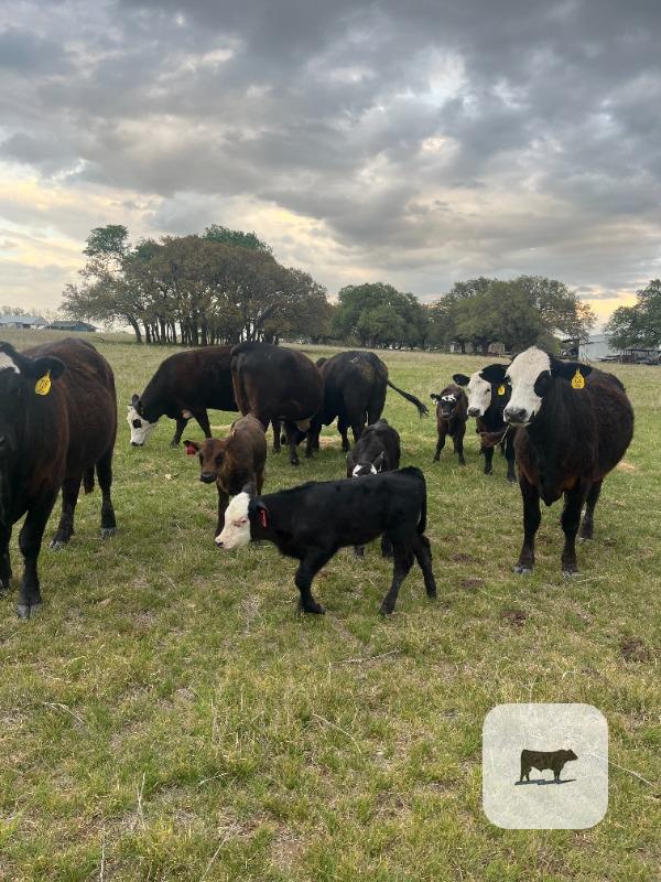 Cattle Range Listing Photo