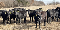 65 Angus & BWF Bred Heifers... Southwest MO