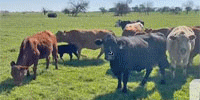 88 Crossbred Cows w/ 26+ Calves... Central TX