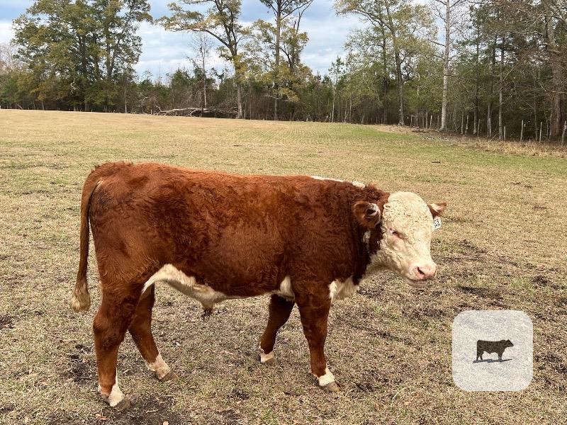 Cattle Range Listing Photo