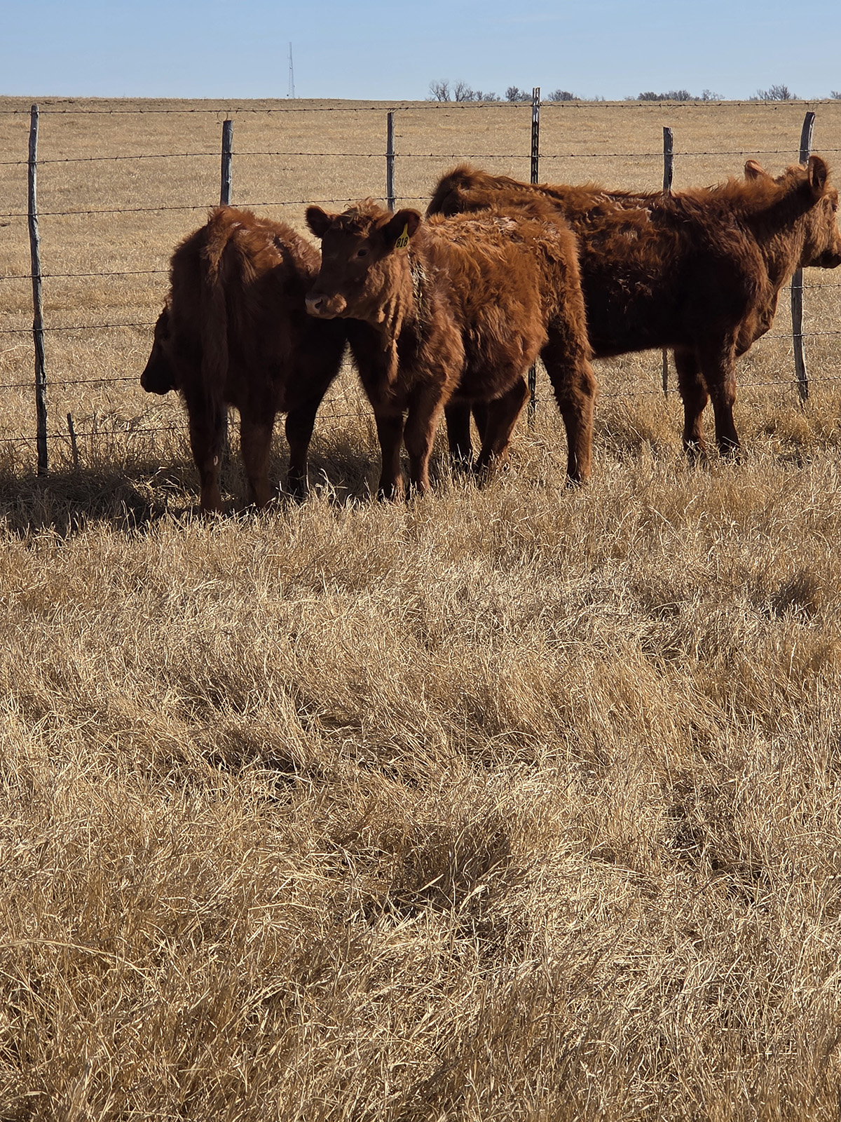 Cattle Range Listing Photo
