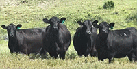 2,500 Angus & BWF Cows... E. Central MT ~ FD