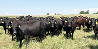 40 Angus Cows... Southwest MO