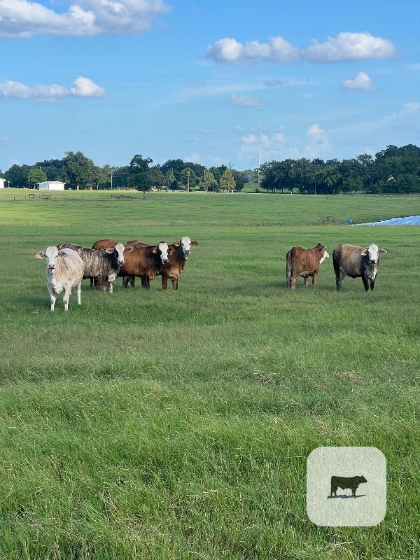 Cattle Range Listing Photo