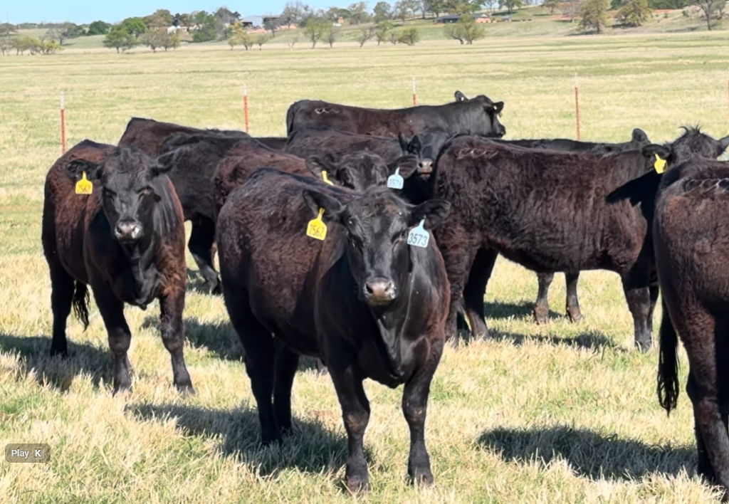 Cattle Range Listing Photo