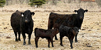 150	Angus & BWF Pairs... S. Central ND ~ FD