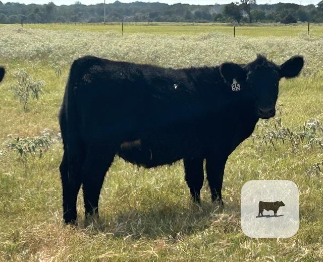 Cattle Range Listing Photo 5