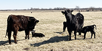 11 Angus, BWF, Red Angus & RWF 1st-Calf Pairs... Southwest MO