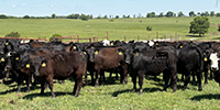 65 Angus & BWF Bred Heifers... Southwest MO