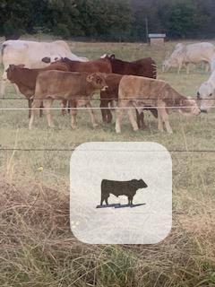 Cattle Range Listing Photo