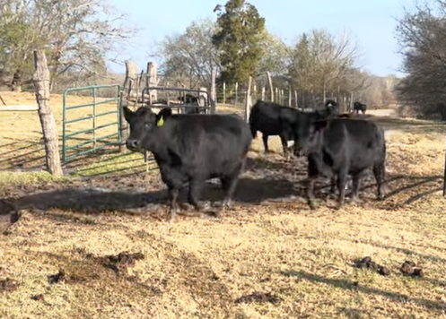 Cattle Range Listing Photo
