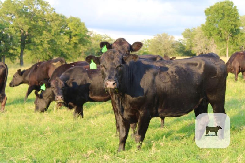 Cattle Range Listing Photo