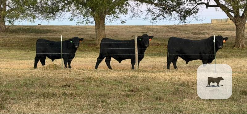 Cattle Range Listing Photo