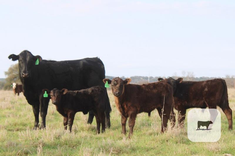 Cattle Range Listing Photo