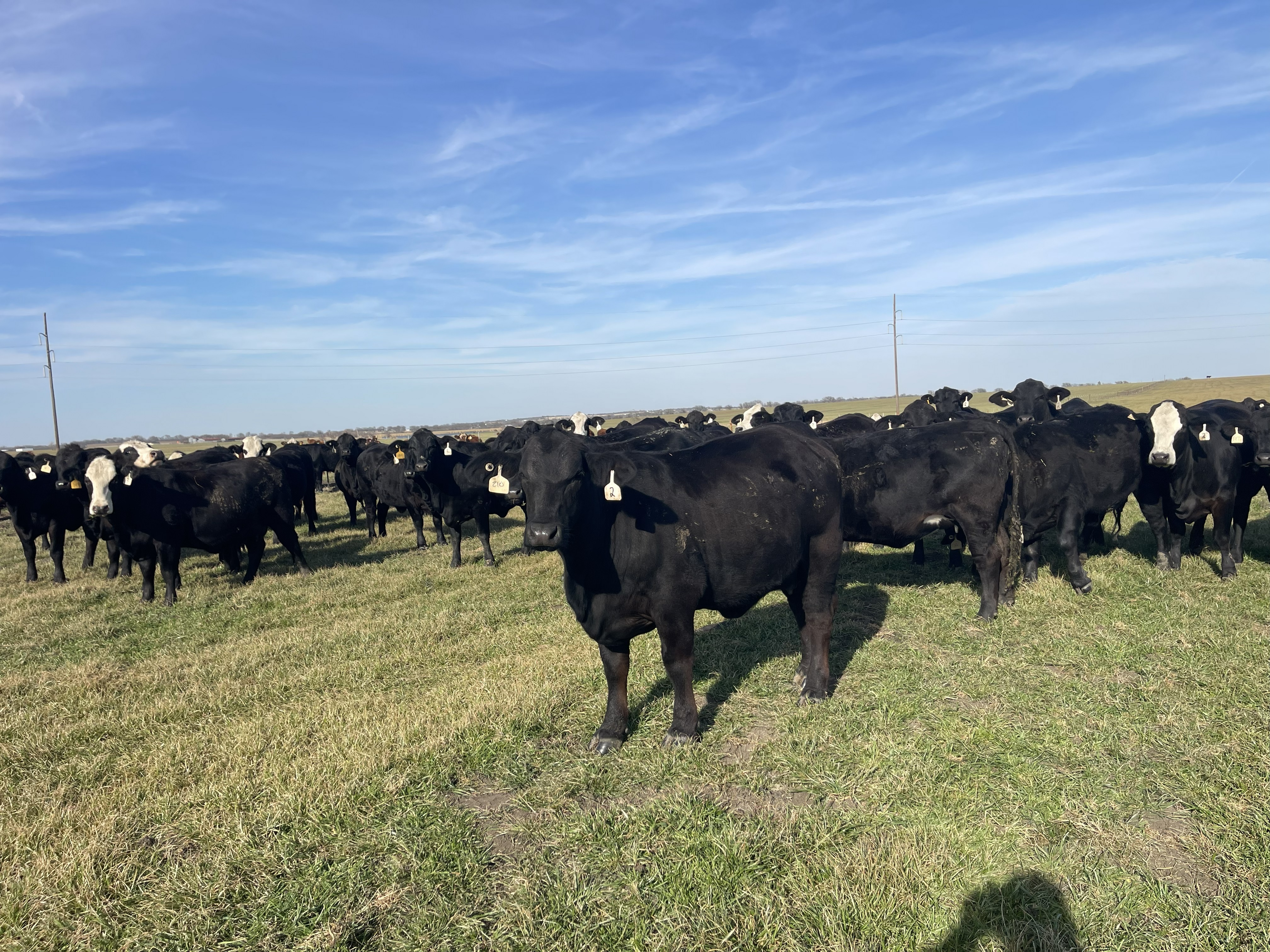 Cattle Range Listing Photo