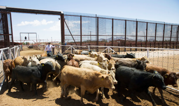 USDA Considers Phased Reopening of Southern Border to Mexican Feeder Cattle