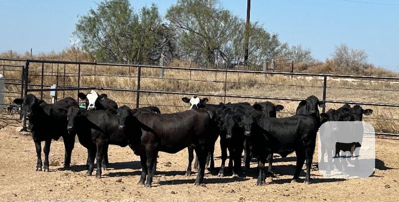 Cattle Range Listing Photo
