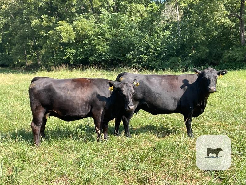 Cattle Range Listing Photo