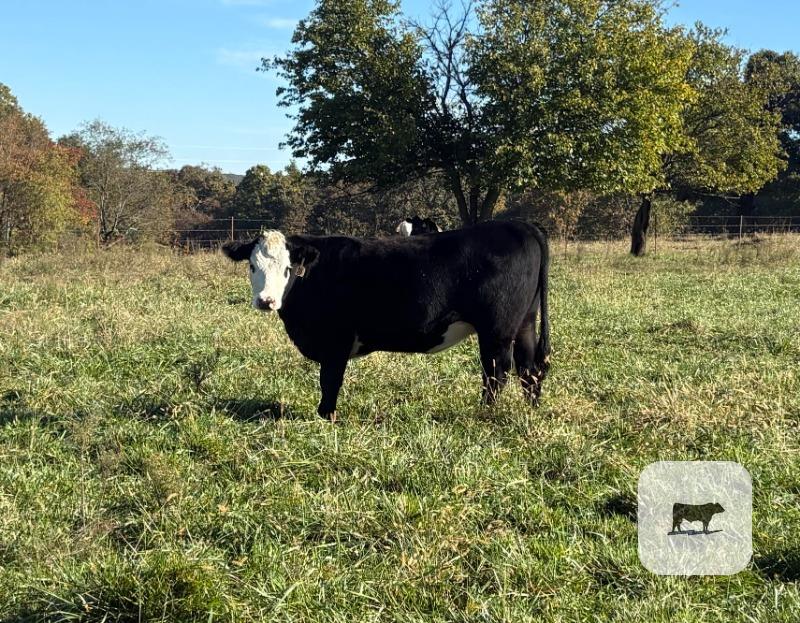 Cattle Range Listing Photo