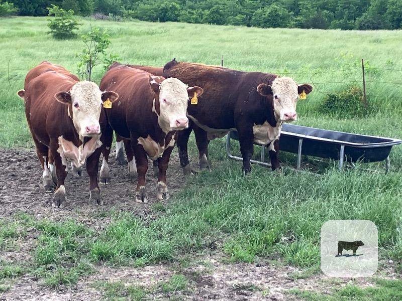 Cattle Range Listing Photo