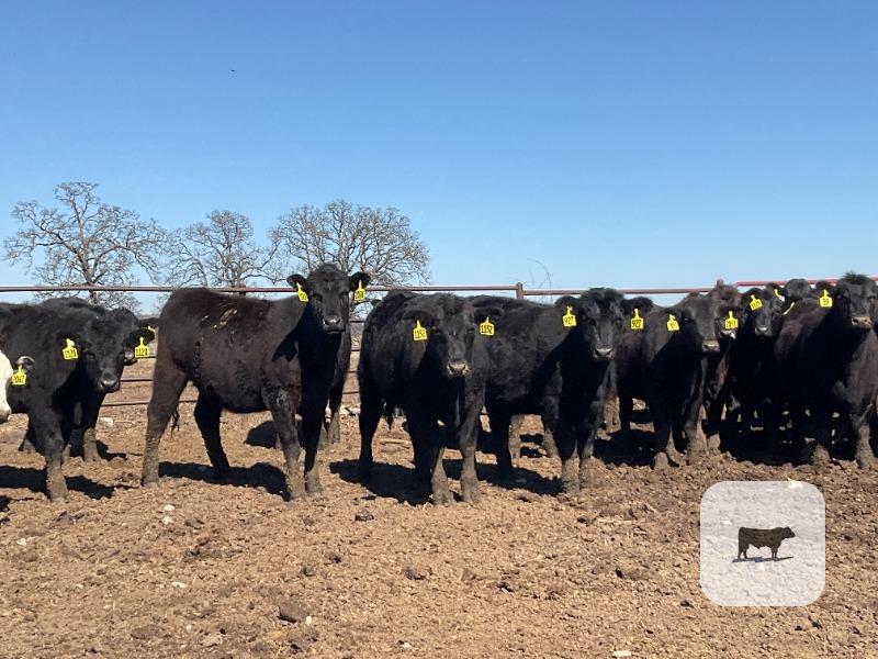 Cattle Range Listing Photo