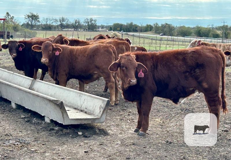 Cattle Range Listing Photo