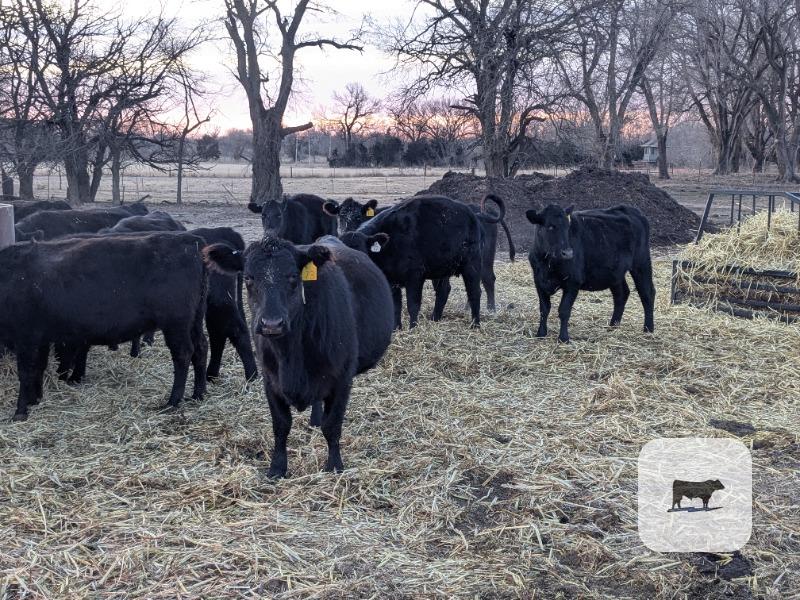 Cattle Range Listing Photo