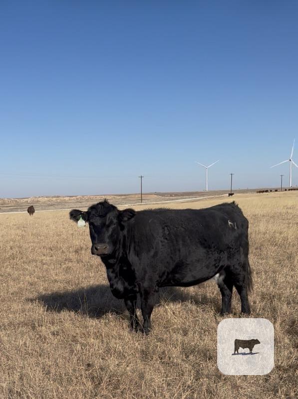 Cattle Range Listing Photo