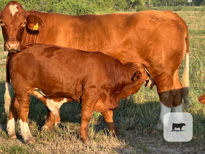 Cattle Range Listing Photo