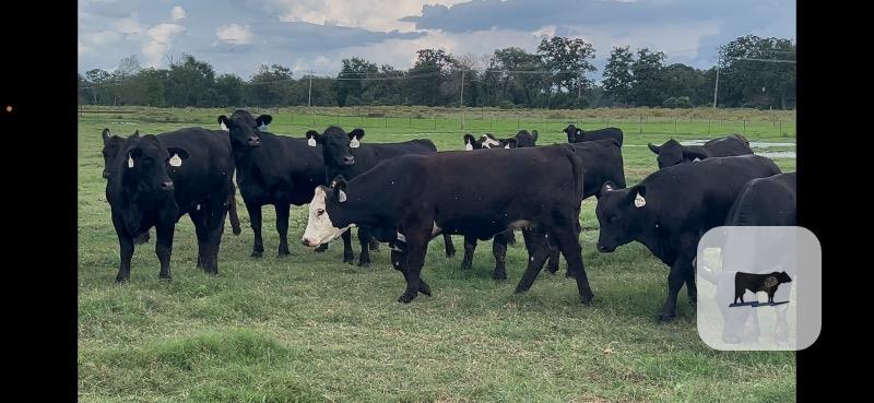 Cattle Range Listing Photo