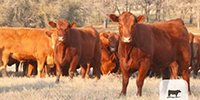 61 Red Angus Rep. Heifers... Central TX