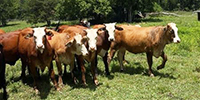 33 Braford/Tigerstripe & Brangus Cross Bred Heifers... W. Central AL ~ FD