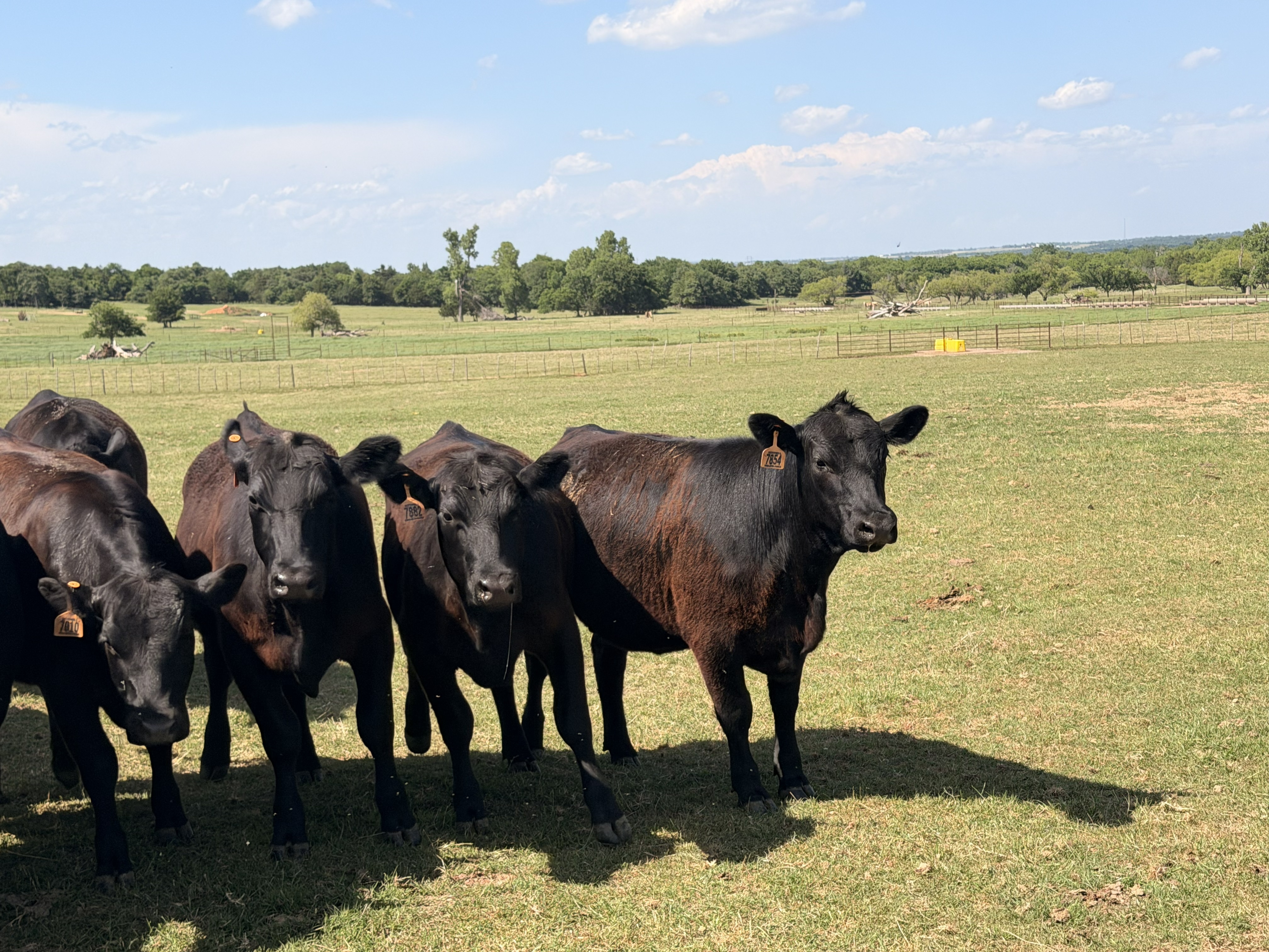 Cattle Range Listing Photo