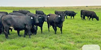 78 Angus Bred Heifers... Southwest OK