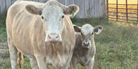 8 Angus & Charolais Cows w/ 5+ Calves... E. Central MO