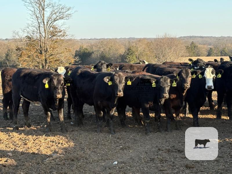 Cattle Range Listing Photo