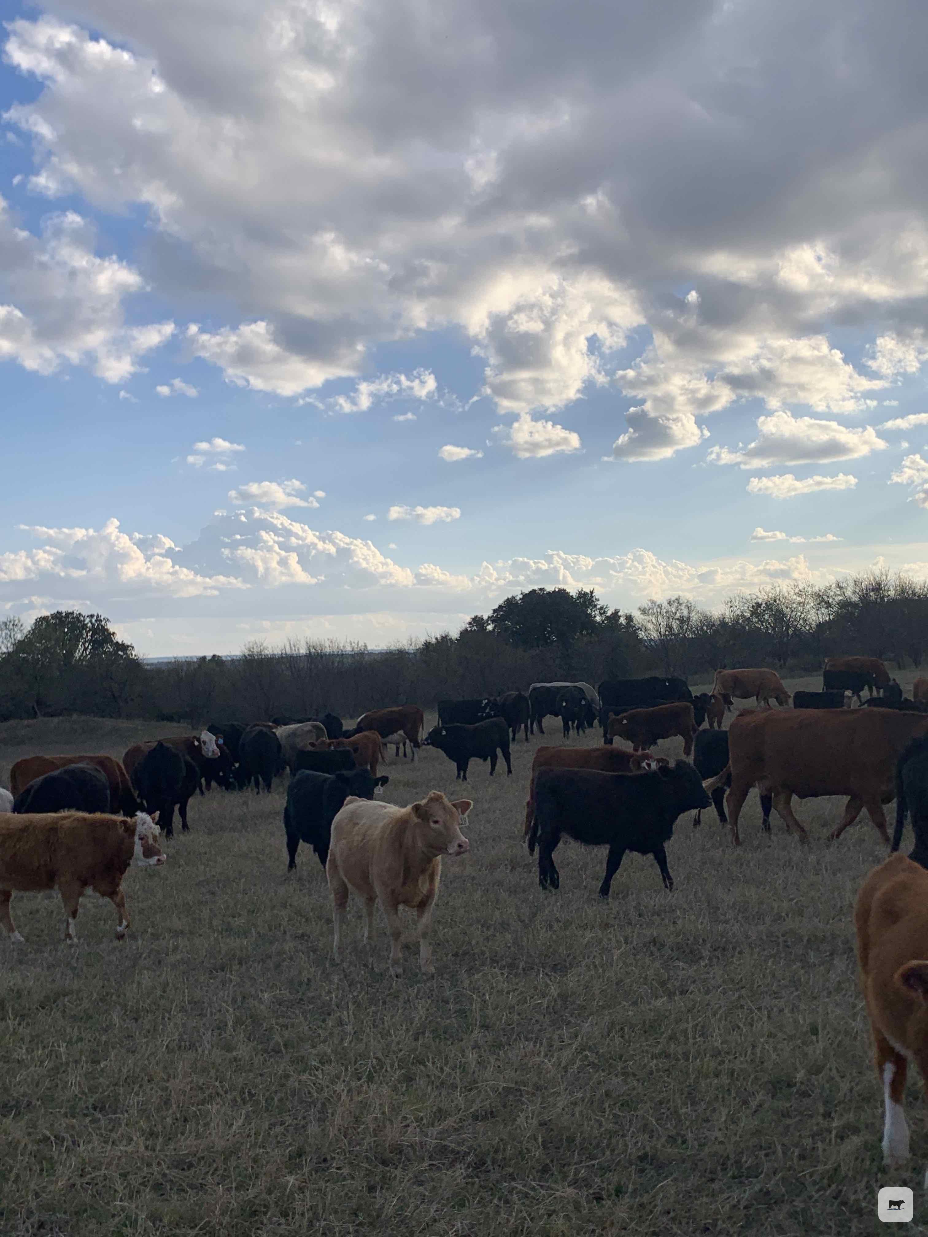 Cattle Range Listing Photo