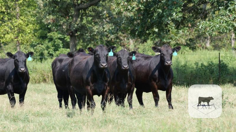 Cattle Range Listing Photo
