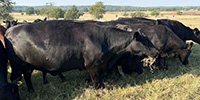 40 Angus Cows... S. Central OK
