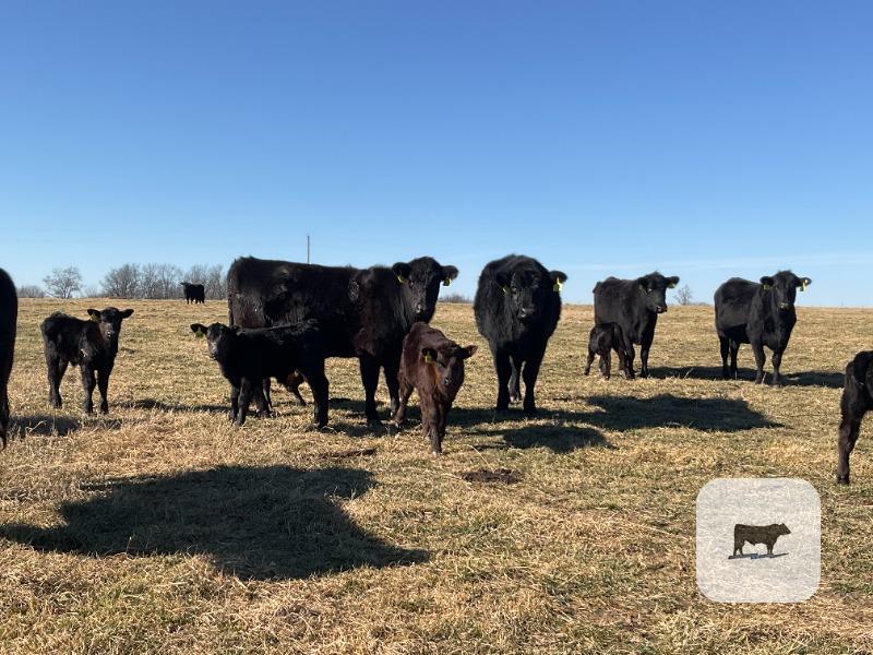 Cattle Range Listing Photo